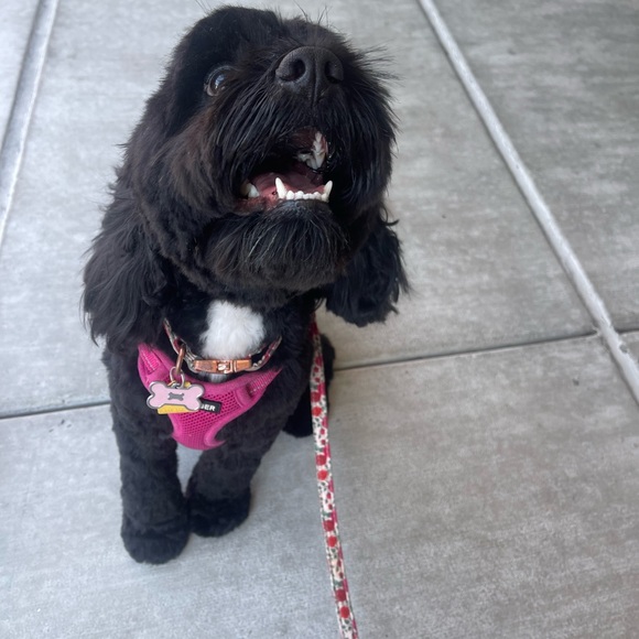 Meet your Posher, Beef/Kyle!! Please comment so I can check out your closet too! - Picture 6 of 7